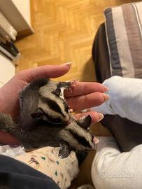 Petauri dello zucchero