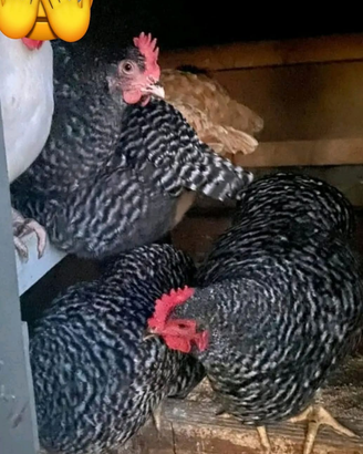 Galline