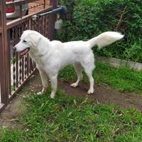 Cane incrocio maremmano Labrador