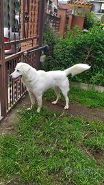 Cane incrocio maremmano Labrador