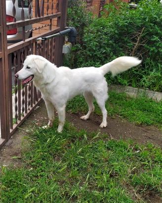Cane incrocio maremmano Labrador