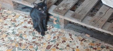 Regalasi gattino nero