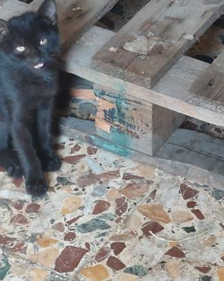 Regalasi gattino nero
