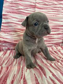 Bulldog francese