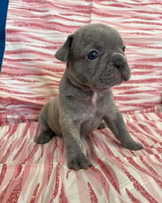 Bulldog francese