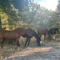 Cavallo paddock e prato