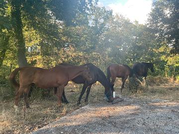 Cavallo paddock e prato