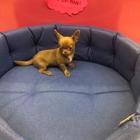 Chihuahua lillac
