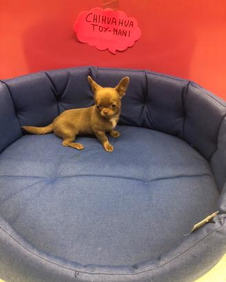 Chihuahua lillac