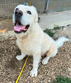 Pastore abruzzese 4 anni Taglia gigante