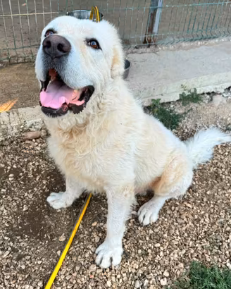 Pastore abruzzese 4 anni Taglia gigante