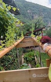 Sistema di acquaponica per pesci e piante