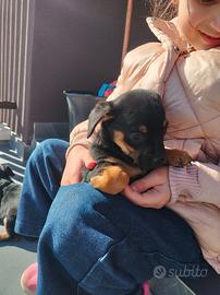 Pinscher- Chihuahua