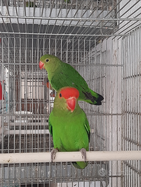 Coppia in inseparabili taranta