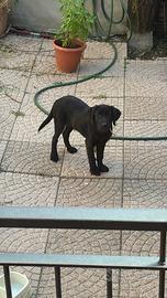 Labrador