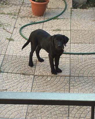 Labrador