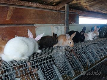 Conigli