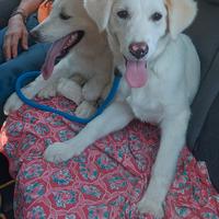 Cuccioli da adottare in canile a Roma nord