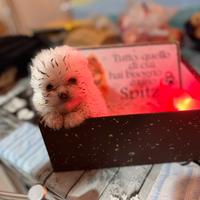 Cuccioli di pomerania mini toy