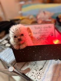 Cuccioli di pomerania mini toy