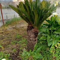 Piante cycas