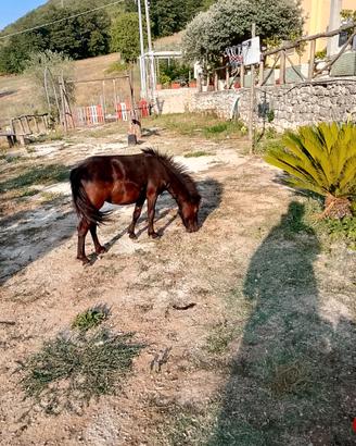 Mini pony scetland