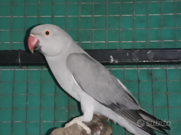 Parrocchetto dal collare femmina