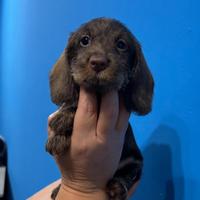 Bassotti a pelo duro color cioccolato