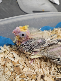 Pulli calopsite da allevare a mano