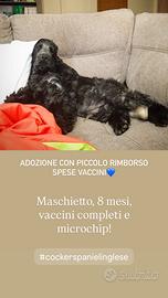 Cocker spaniel inglese dolcissimo