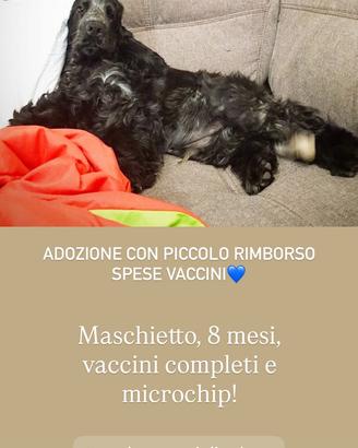 Cocker spaniel inglese dolcissimo