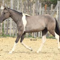 Paint tobiano grullo