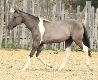 Paint tobiano grullo