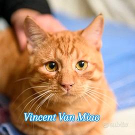 Vincent Van Miao, adotta un capolavoro