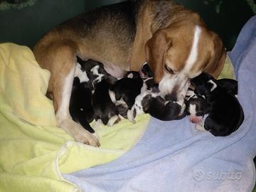 Cuccioli di Beagle molto dolci