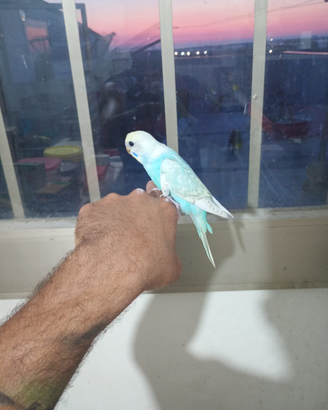 Animali cicc
