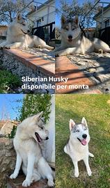 Disponibile siberian Husky per monta