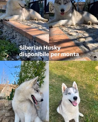 Disponibile siberian Husky per monta