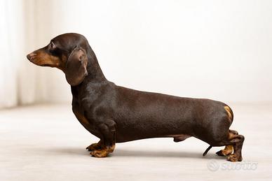 Bassotto Tedesco ENCI - MO N TA