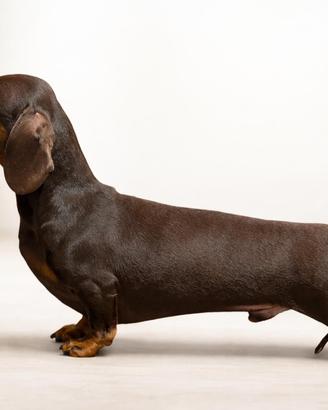 Bassotto Tedesco ENCI - MO N TA