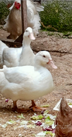 Coppia di papere 1 anno