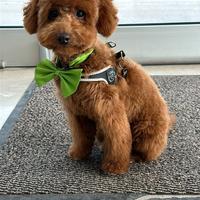 Cuccioli di barbone toy ped enci