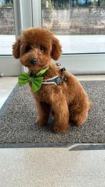 Cuccioli di barbone toy ped enci