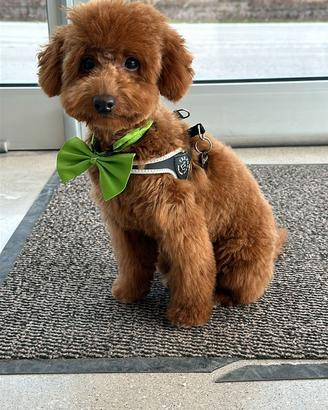 Cuccioli di barbone toy ped enci