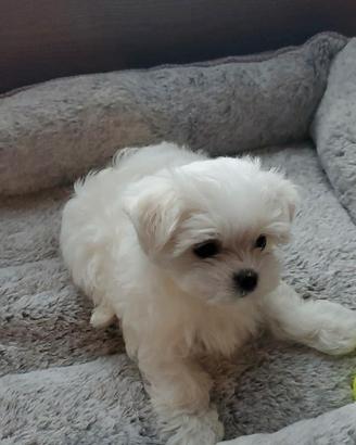 Cucciolo Maltese mini Toy
