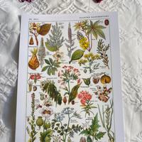 Poster quadro stampa botanica lusso cucina country