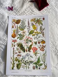 Poster quadro stampa botanica lusso cucina country