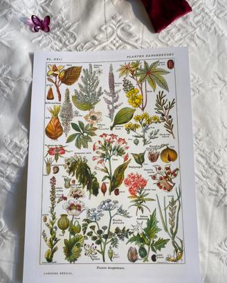 Poster quadro stampa botanica lusso cucina country