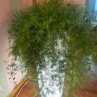 Pianta nel vaso luminosissimo