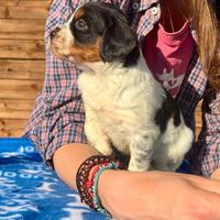 Cuccioli Epagneul Breton